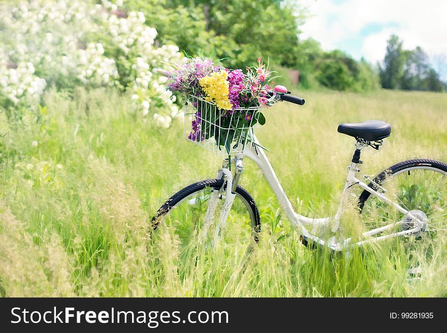 Bicycle, Plant, Flower, Grass