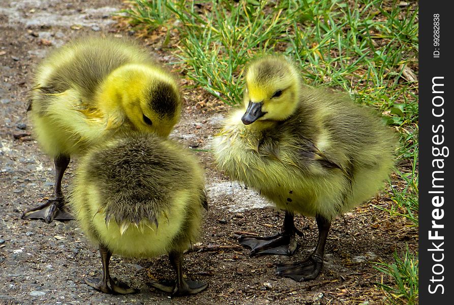 Bird, Fauna, Water Bird, Duck