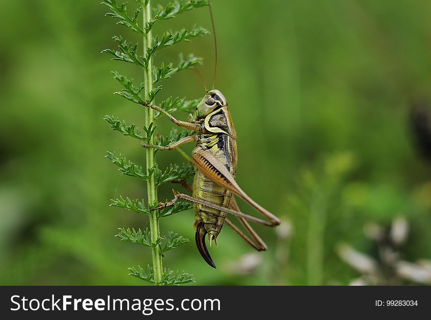 Insect, Fauna, Invertebrate, Grasshopper