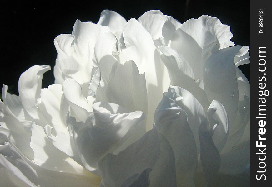 Flower, White, Plant, Petal