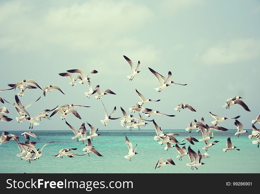 Sky, Flock, Water, Bird