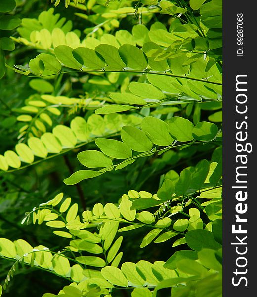 Green, Leaf, Vegetation, Plant