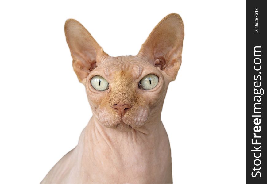 Cat, Hairless Cat, Sphynx, Donskoy