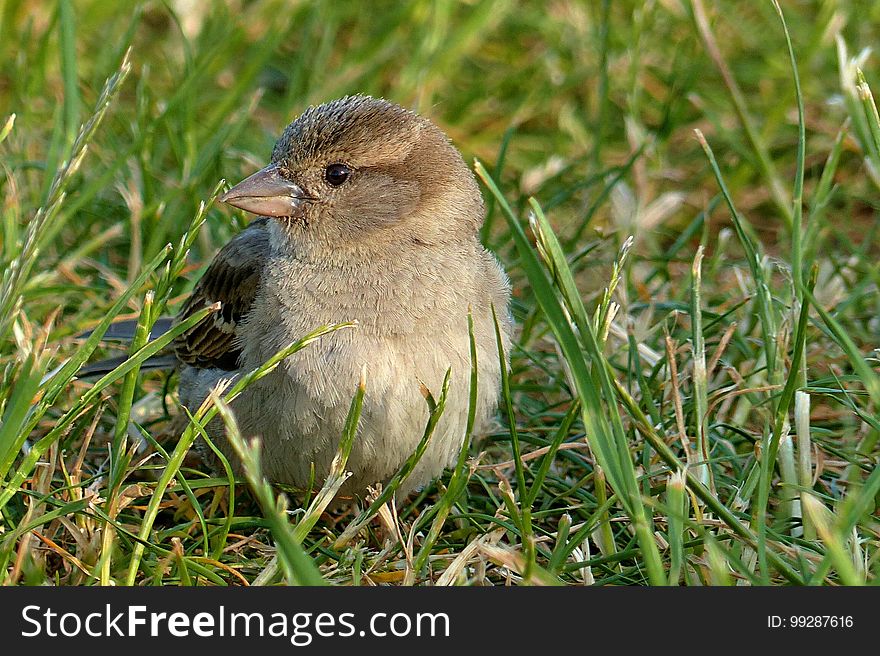 Bird, Fauna, Beak, Sparrow