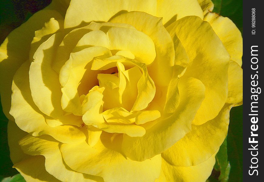 Flower, Yellow, Rose Family, Rose
