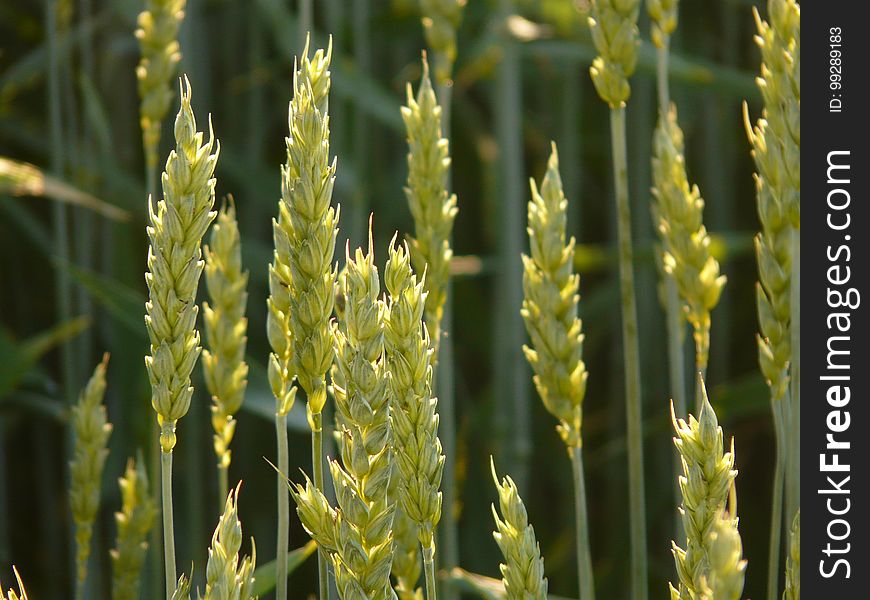 Grass Family, Food Grain, Wheat, Plant