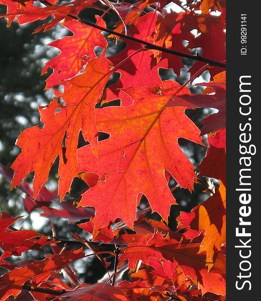 Maple Leaf, Leaf, Autumn, Maple Tree