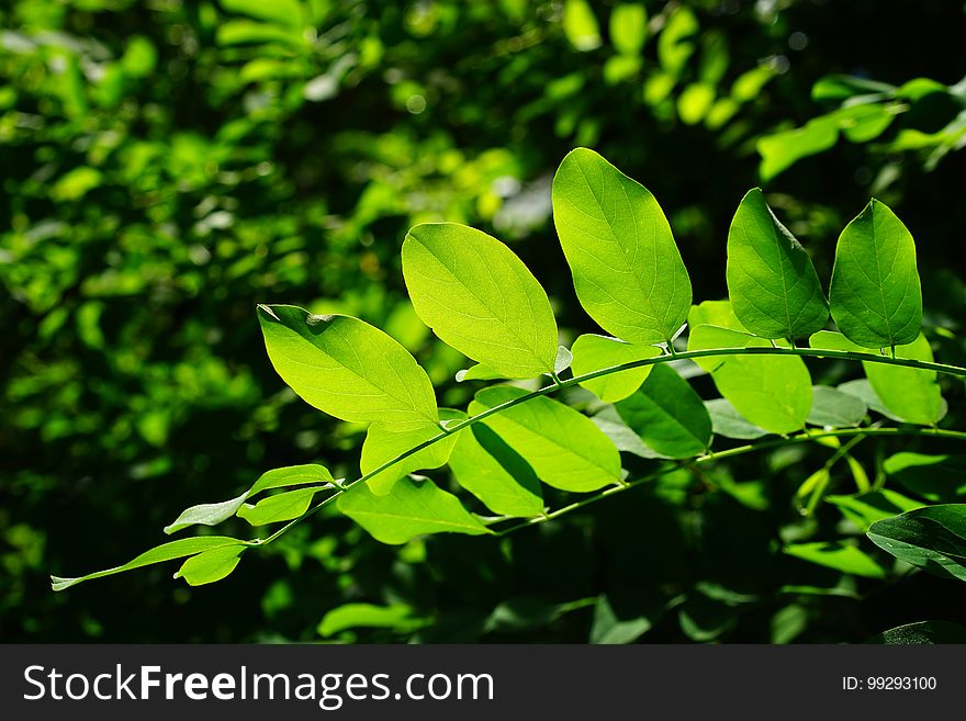 Leaf, Vegetation, Plant, Branch