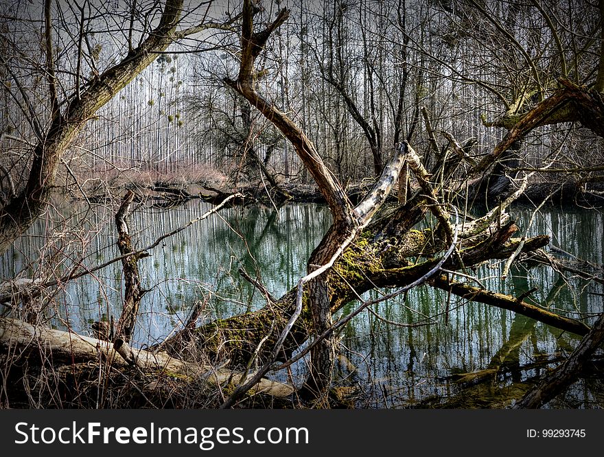 Water, Reflection, Nature, Tree