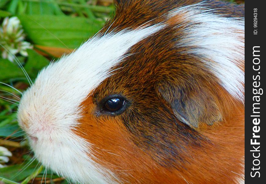 Fauna, Guinea Pig, Whiskers, Close Up