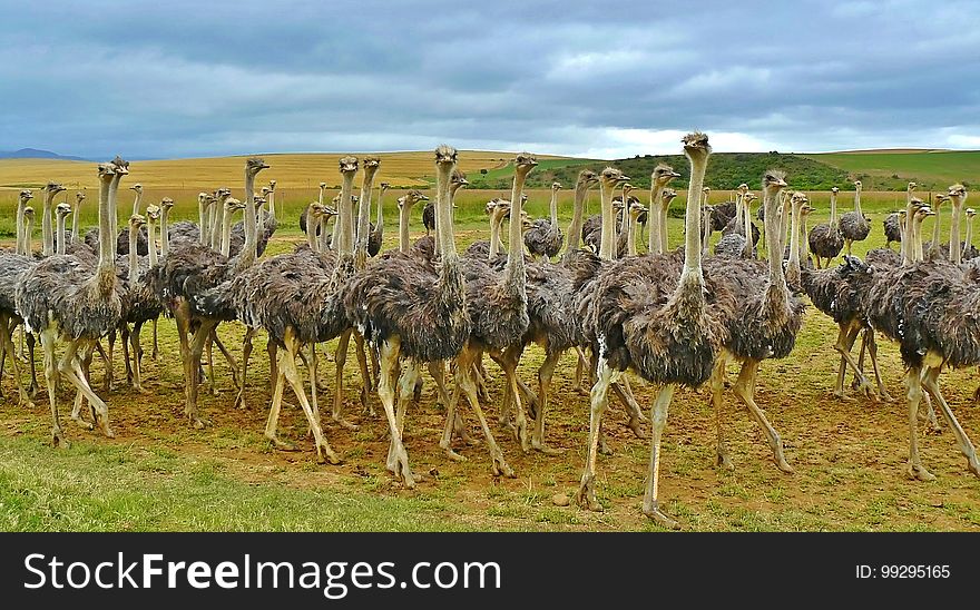 Ostrich, Ratite, Flightless Bird, Bird