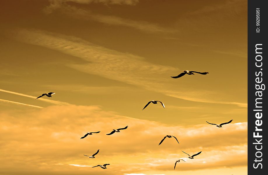 Sky, Flock, Bird Migration, Bird