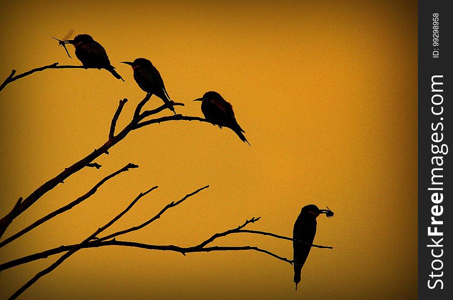 Bird, Fauna, Branch, Beak