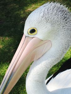 Pelican Stock Photos Pelican Stock Photos