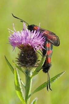 Mating Five Spotted Burnet Moths Stock Photography