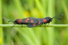 Mating Five Spotted Burnet Moths Stock Image