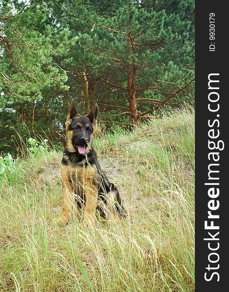 The puppy of  German shepherd on the nature
