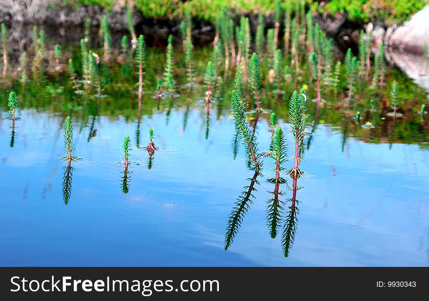 Flower reflected in the water. Flower reflected in the water