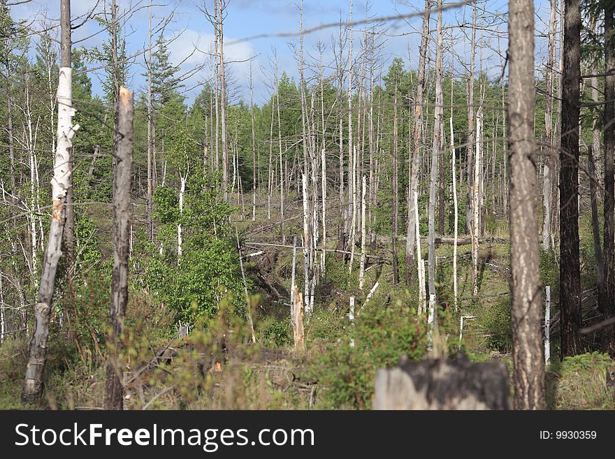 Forest with white clouds and blue sky above