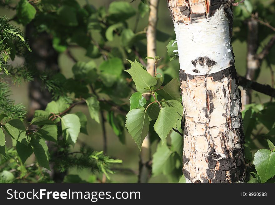 The forest of birches in neimenggu,china