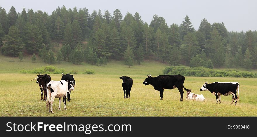 Cows on grassland ,neimenggu,china