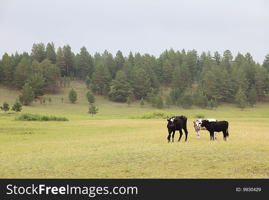 Cows on grassland ,neimenggu,china