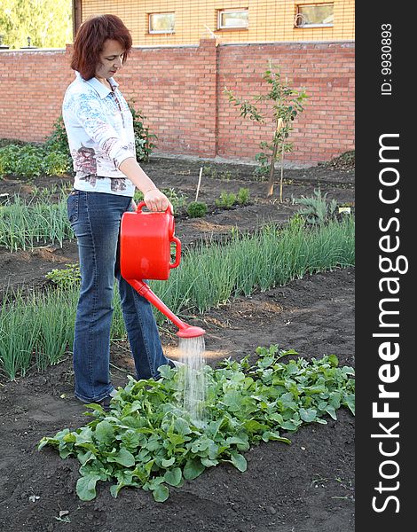 Having Watered Beds With A Radish