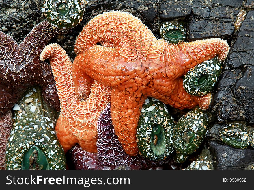 A cluster of starfish and at low tide in Oregon
