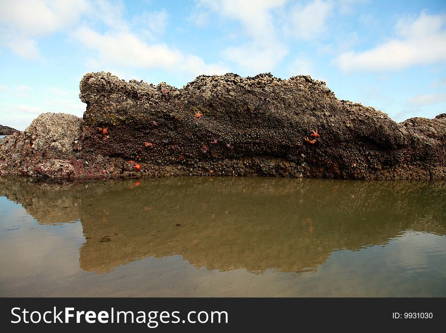 A rock covered with starfish and other sea creatures at extreme low tide. A rock covered with starfish and other sea creatures at extreme low tide