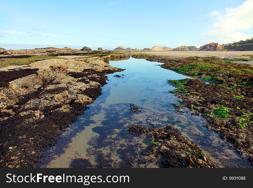 Kelp in a tidepool on the central Oregon coast at extreme low tide