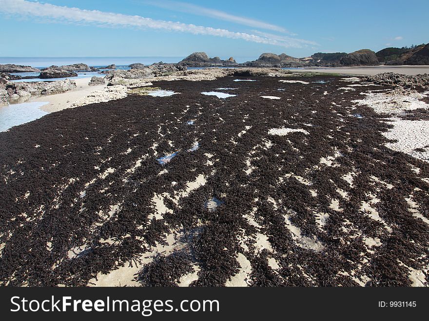 The wonderfully rugged Oregon coast at low tide