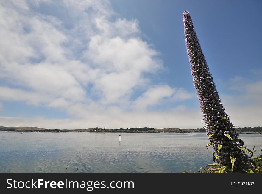 Large plant with flowers and water, sky background. Large plant with flowers and water, sky background
