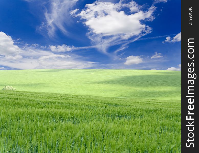 Green grass under blue sky. Green grass under blue sky