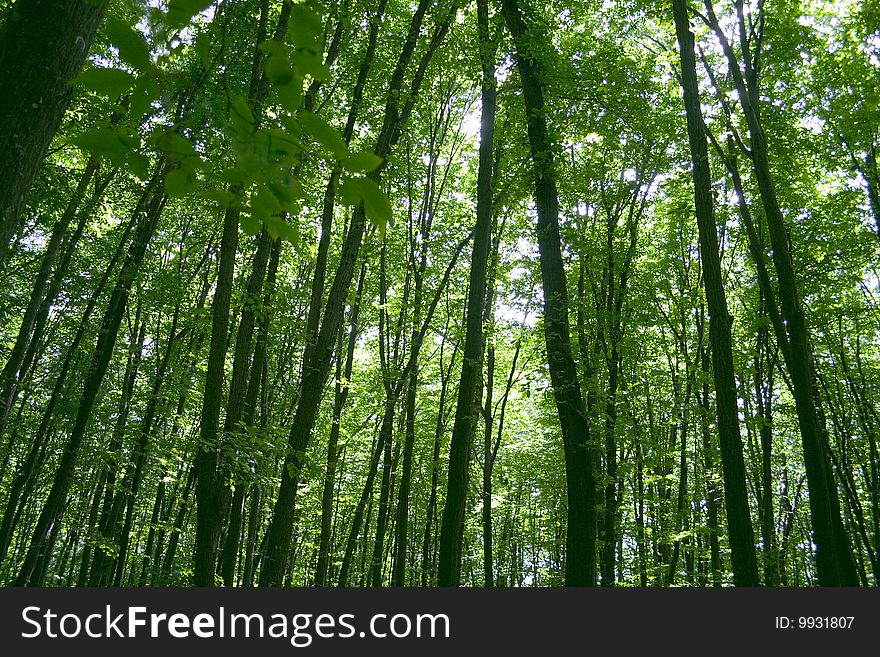 Sunlight in trees of green summer forest