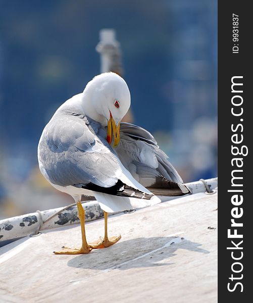 Portrait of a seagull in Europe