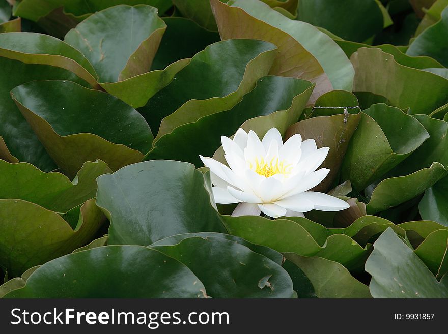 Water lily in the midst of leaves