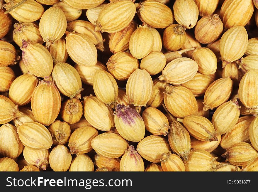 Coriander Seeds Close Up