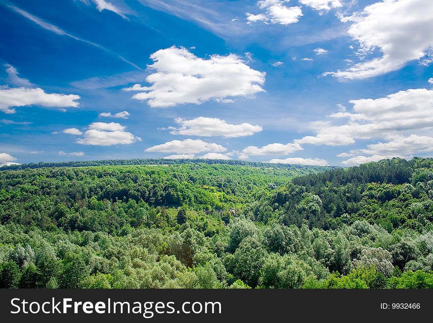 Sunlight in trees of green summer forest