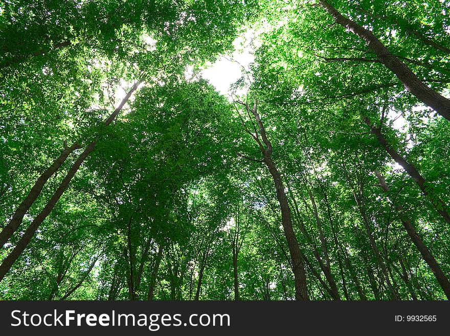 Sunlight in trees of green summer forest