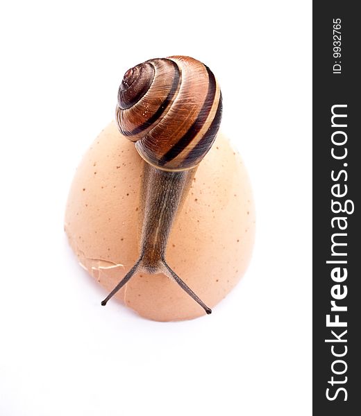 Snail Over Egg Shell