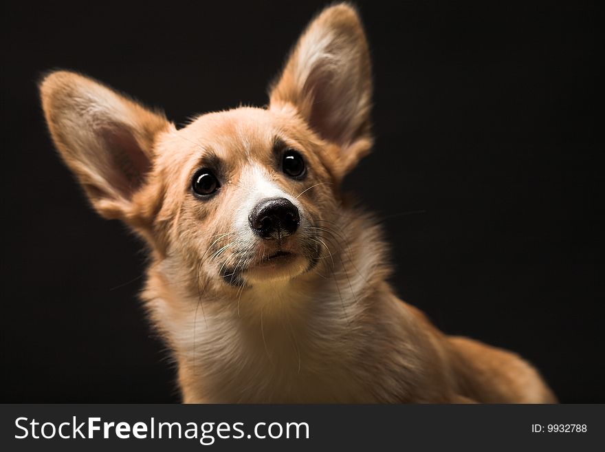 Puppy Welsh Corgi sitting in front of a black  background