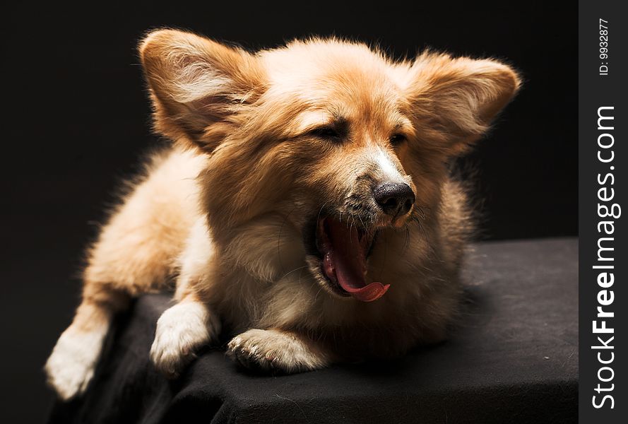 Puppy Welsh Corgi sitting in front of a black  background