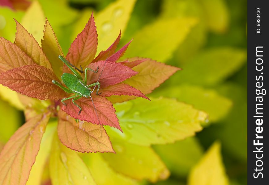 Close-up shot of small green grasshopper sitting on colourful leaves. Close-up shot of small green grasshopper sitting on colourful leaves