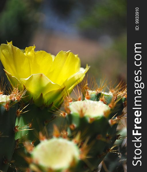 Closeup of a yellow prickly pear cactus flower. Closeup of a yellow prickly pear cactus flower.