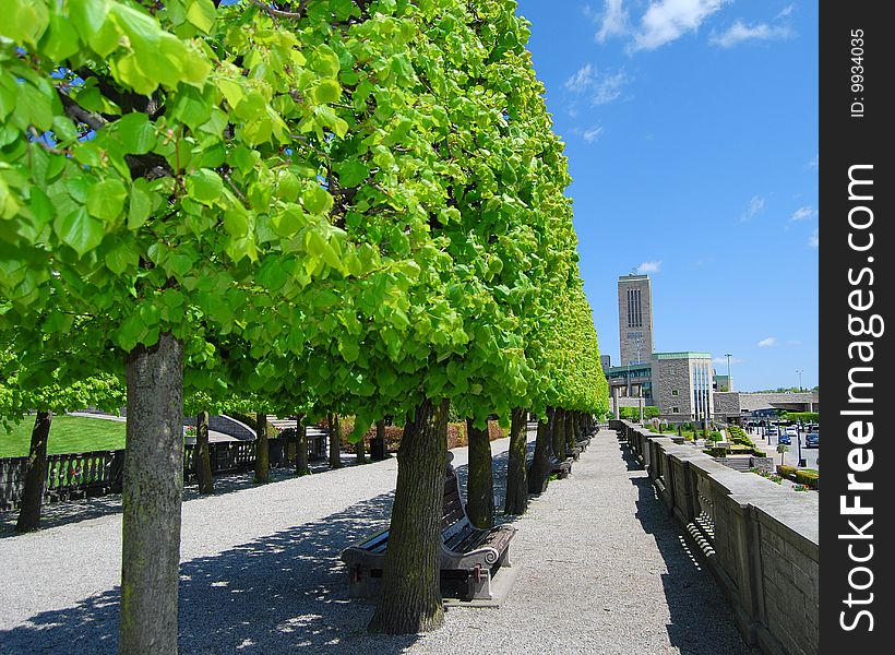 This image is of Box Shape Trimmed Trees. Green and blue are strong colors in this clear image. There are leading lines in the image all drawing attention to the back of the image.