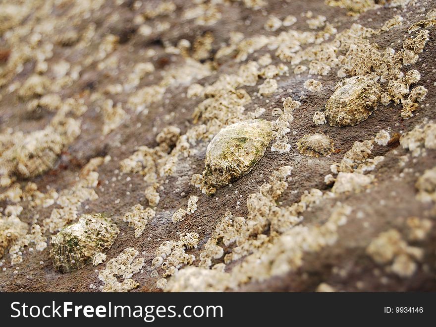 Limpets and barnacles on a rock at low tide.
