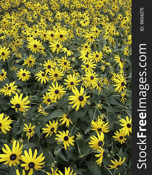 Field of black-eye susan flowers, yellow and black. Field of black-eye susan flowers, yellow and black