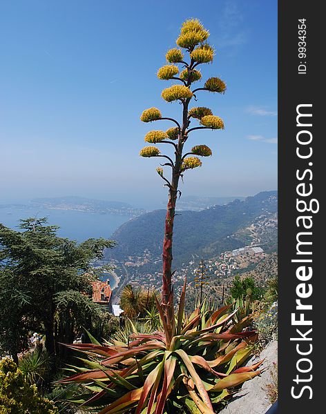 Detail from the Tropical Gardens at Eze, Cote D'Azure. Detail from the Tropical Gardens at Eze, Cote D'Azure.