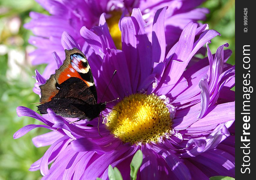 Butterfly on the violet flower