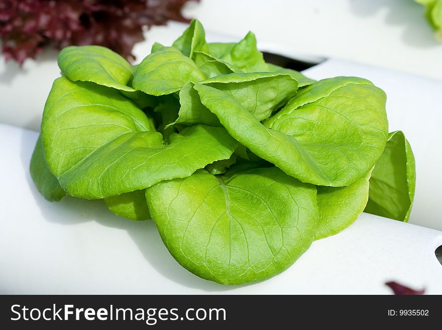 Hydroponic vegetable is planted in a garden.